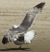 Larus armenicus